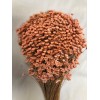 STAR FLOWERS Peach 12"